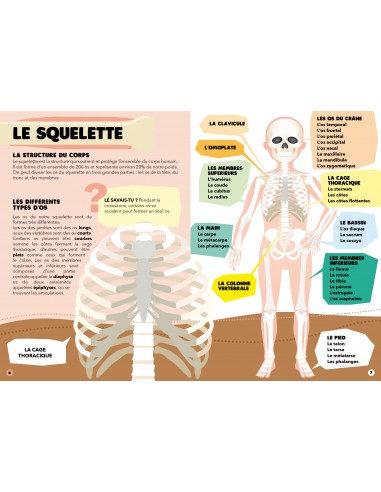 PUZZLE ET LIVRE DECOUVRE LE CORPS HUMAIN