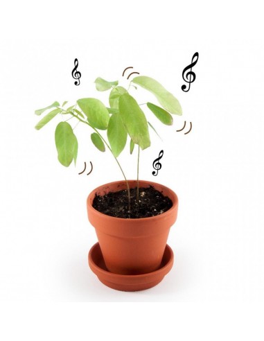 PLANTE QUI DANSE A FAIRE POUSSER