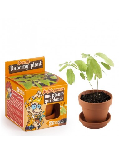 PLANTE QUI DANSE A FAIRE POUSSER